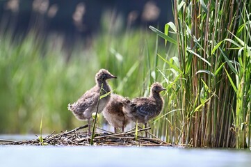 birds on the lake shore