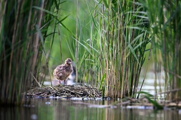 birds on the lake shore