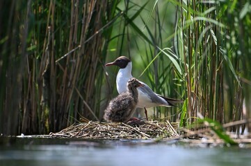 birds on the lake shore