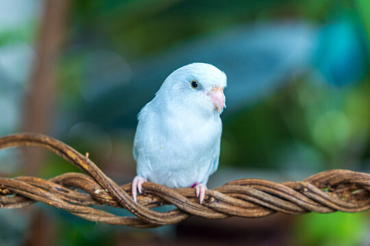 A small Forpus parrot perched on a vine. Parrot (forpus passerinus) perched on a branch or vine.