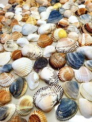 A pattern of seashells. Marine Background. Shell layout. Text background. 