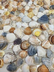 A pattern of seashells. Marine Background. Shell layout. Text background. 