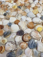 A pattern of seashells. Marine Background. Shell layout. Text background. 