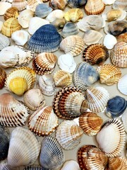 A pattern of seashells. Marine Background. Shell layout. Text background. 
