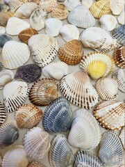 A pattern of seashells. Marine Background. Shell layout. Text background. 