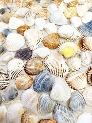 A pattern of seashells. Marine Background. Shell layout. Text background. 