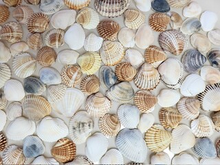 A pattern of seashells. Marine Background. Shell layout. Text background. 