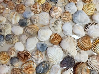 A pattern of seashells. Marine Background. Shell layout. Text background. 