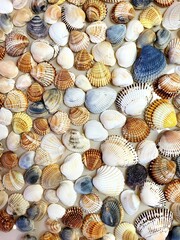 A pattern of seashells. Marine Background. Shell layout. Text background. 