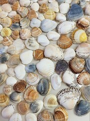 A pattern of seashells. Marine Background. Shell layout. Text background. 