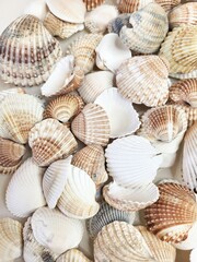 A pattern of seashells. Marine Background. Shell layout. Text background. 