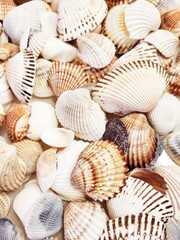 A pattern of seashells. Marine Background. Shell layout. Text background. 