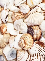 A pattern of seashells. Marine Background. Shell layout. Text background. 