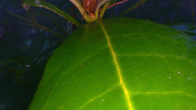 Ultra macro from the green leaf of a common laurel bush, Laurus nobilis