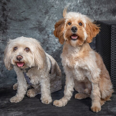 Maltese Terrier and a Labradoodle sitting in a studio on the floor with a grey background
