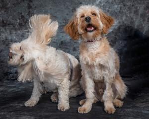 Maltese Terrier and a Labradoodle sitting in a studio on the floor with a grey background