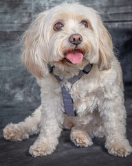 Maltese Terrier sits on floor with grey background