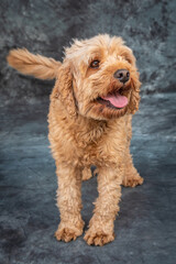 Goldendoodle sits on floor with grey background