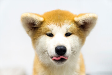 Cute Akita Inu puppy. Akita Inu dog Licking his lips looking at the camera.
