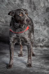 German Shorthaired Pointer posing for a portrait shot.