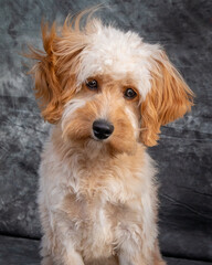 Labradoodle posing for a portrait shot.