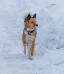 The dog walks in the snow in winter in the park.