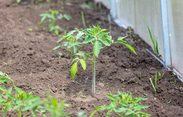 Green leaves of a tomato sprout in the ground.