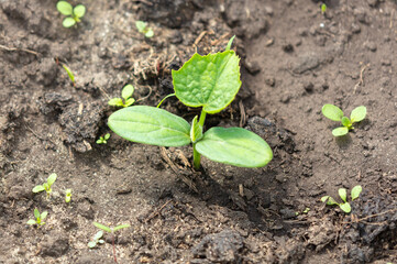 Green leaves of cucumber sprout in the ground.