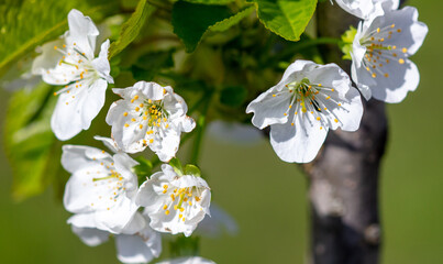 Flowers on the cherry tree.