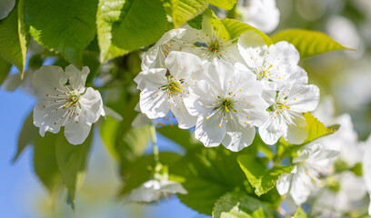 Flowers on the cherry tree.