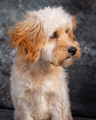 Labradoodle posing for a portrait shot.