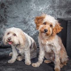 Maltese Terrier and a Labradoodle sitting in a studio on the floor with a grey background