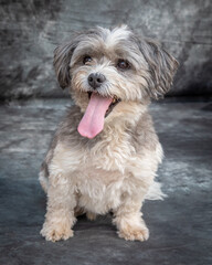 Norfolk Terrier sits on floor with grey background