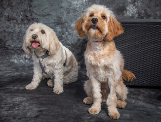 Maltese Terrier and a Labradoodle sitting in a studio on the floor with a grey background