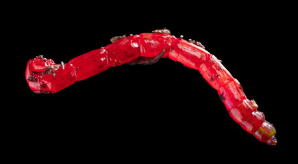 Red bloodworm worm isolated on black background.