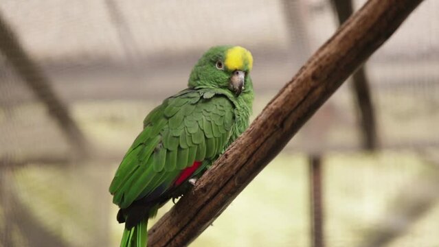 日本のインコを飼育している施設の様子と可愛いインコの姿
