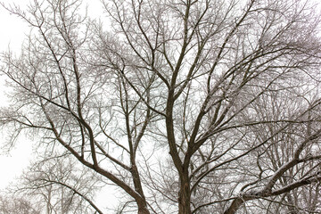 White snow on the branches of a tree