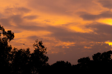 sunset in the forest