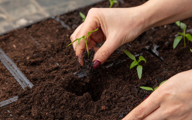 A woman prepares pepper seedlings in the ground for planting in a vegetable garden