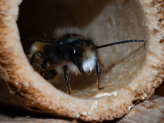 Mason bees at an insect hotel in spring