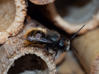 Mason bees at an insect hotel in spring
