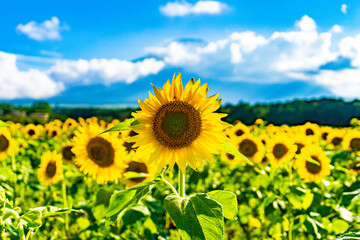 Fototapeta premium Sunflower and blue sky