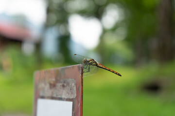 dragonfly on a branch