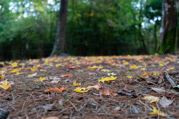 autumn leaves in the forest