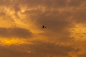 Bird flying freely at Haripur River Bank, Sangli, Maharashtra, India