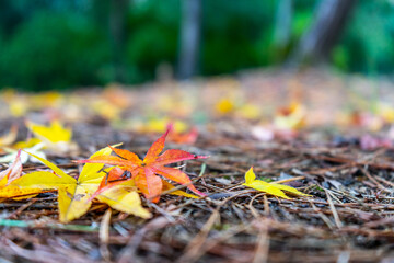 Obraz premium fallen autumn leaves