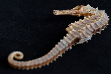 タツノオトシゴの標本