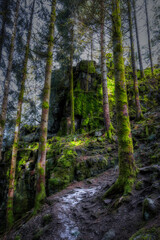 forest in the forest
