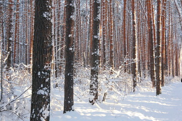 Winter frosty forest. There is a lot of snow and trees in the snow.