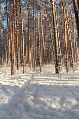 Naklejka premium Winter frosty forest. There is a lot of snow and trees in the snow.